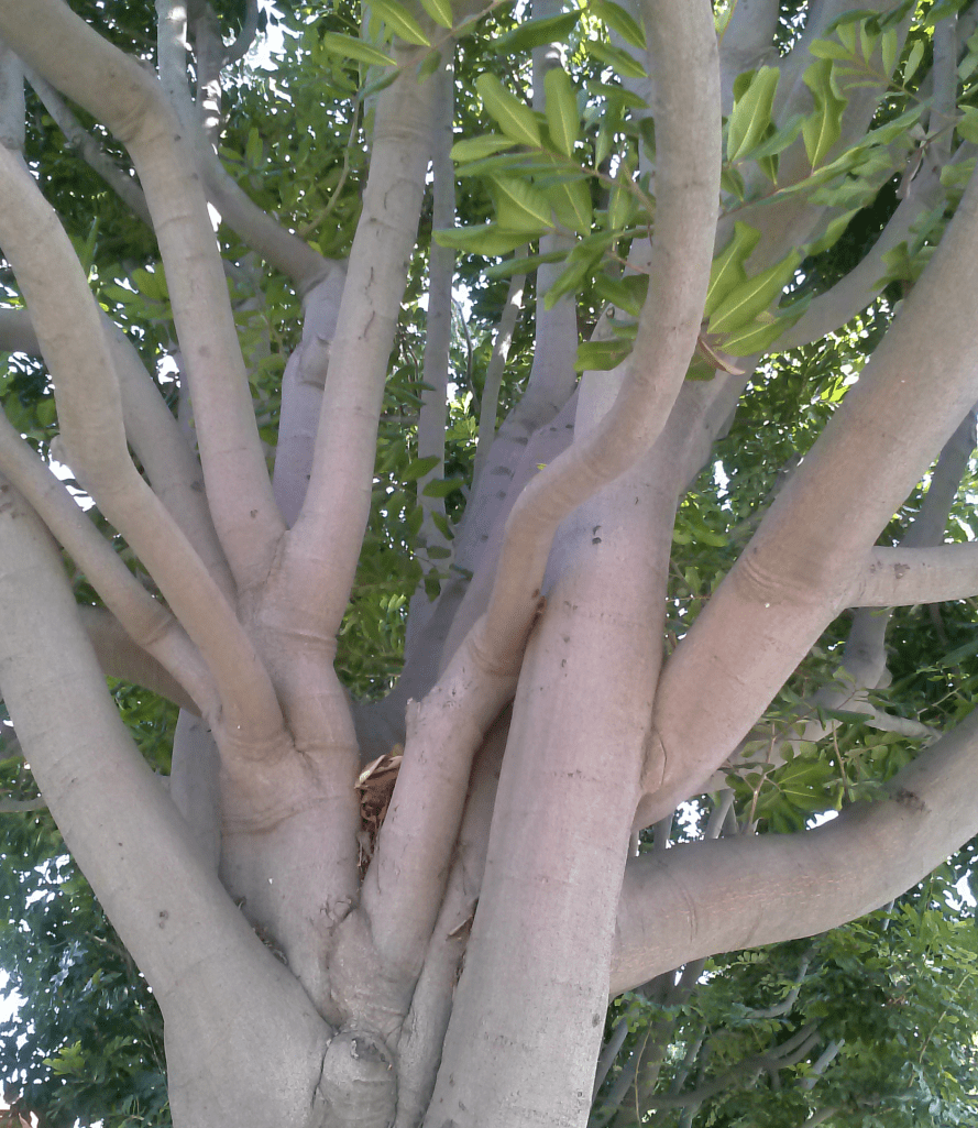 Tree tendons ligaments